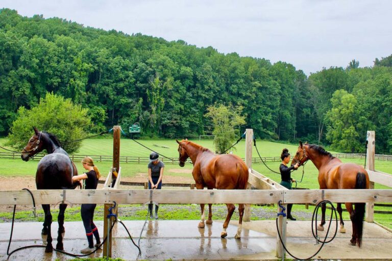 Girls grooming horses outside