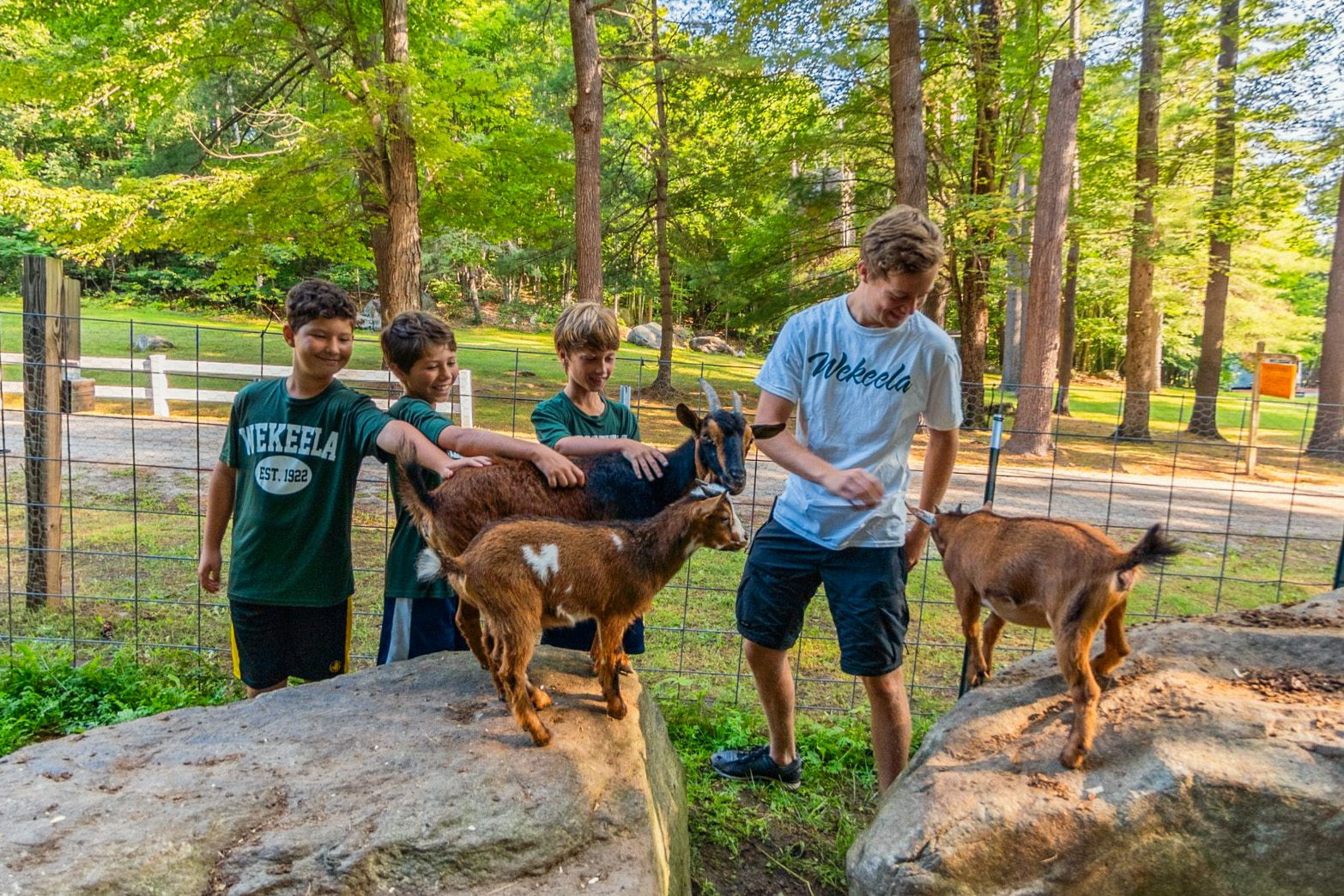 Boys petting goats at camp