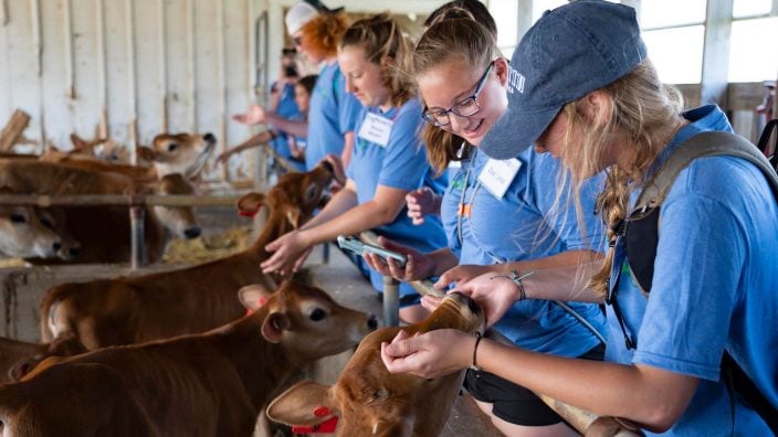 Teen campers petting baby cows